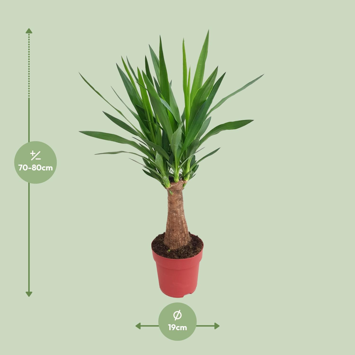 Yucca "Maya Tree" 30stam P19 (25322)