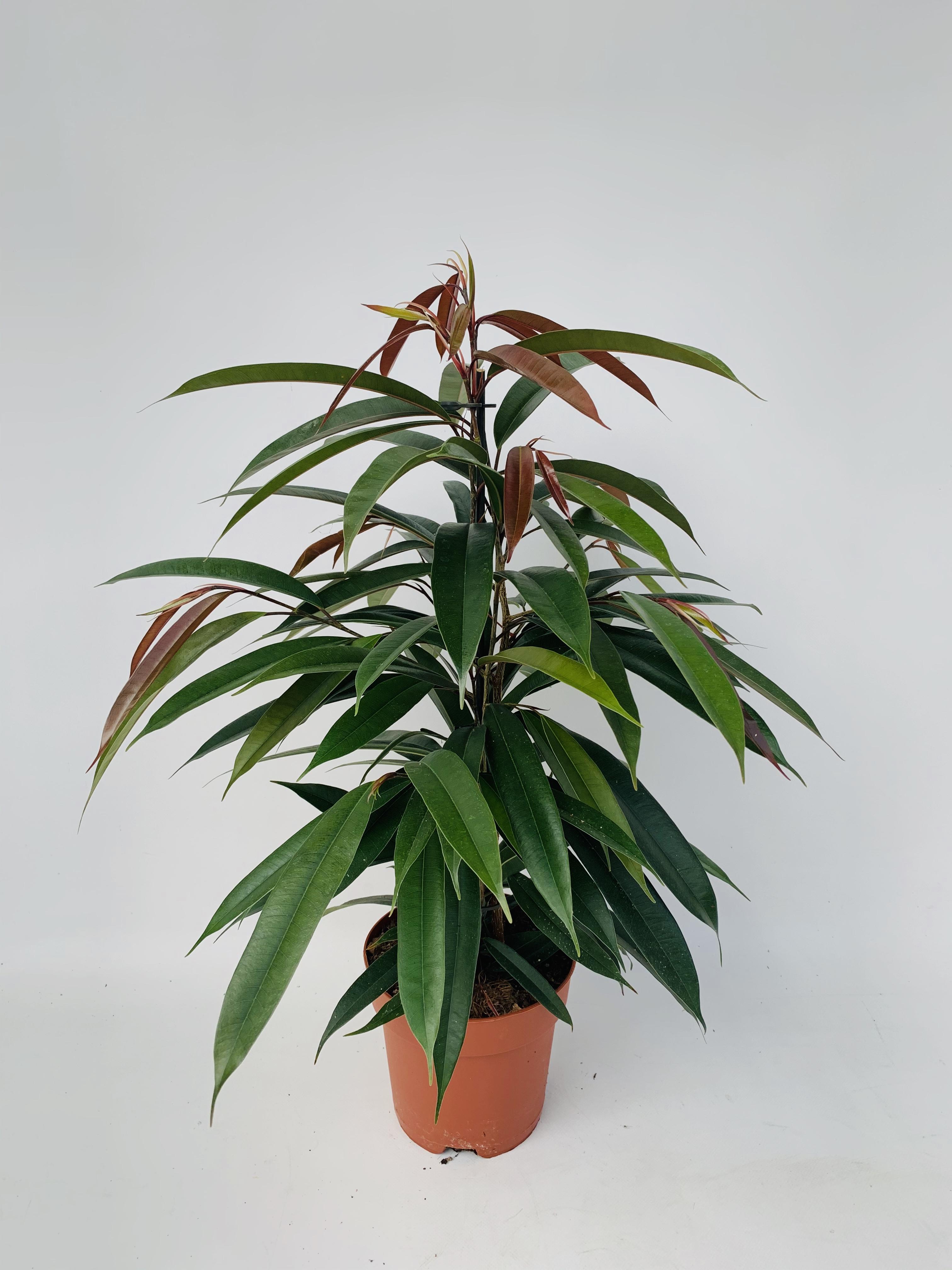 Ficus Binnendijkii 'Amstel King' P17 (29825)