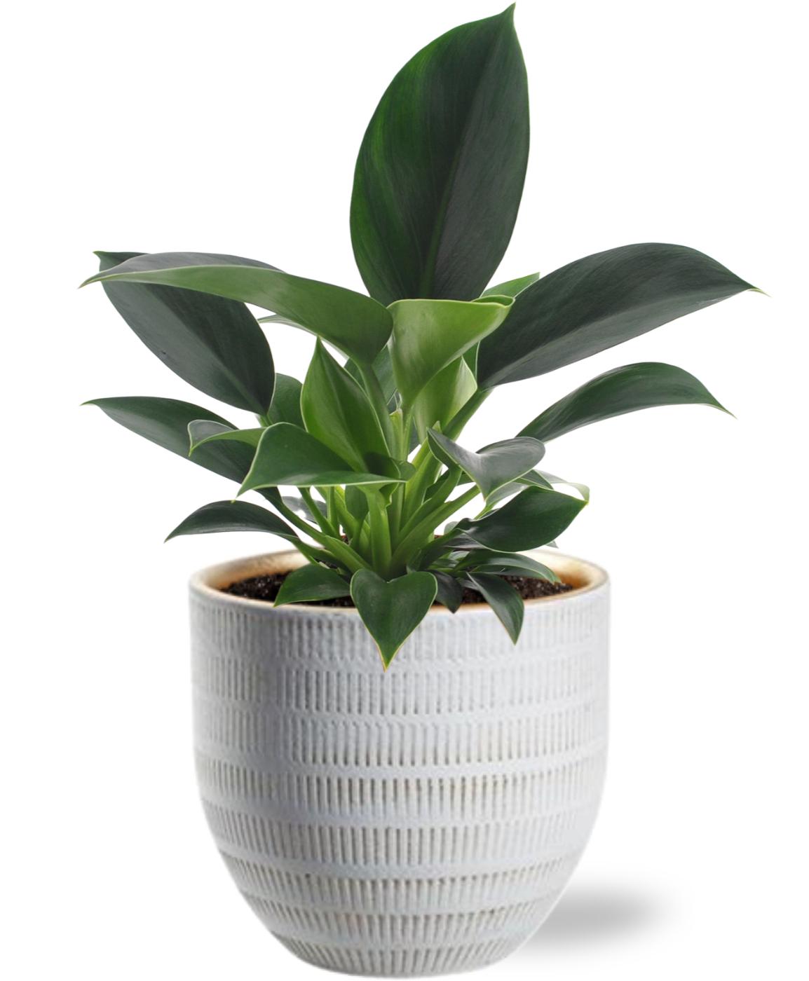 Philodendron Green Princess - Beau Pot D14x13cm - Wit (40165)