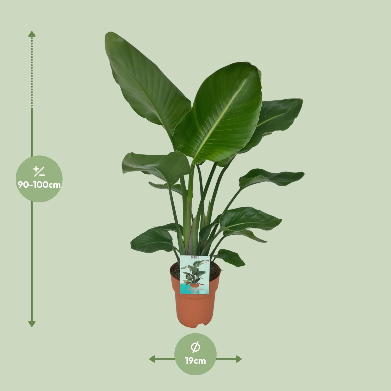 Strelitzia Nicolai - Paradijsvogelplant (8720634284042)