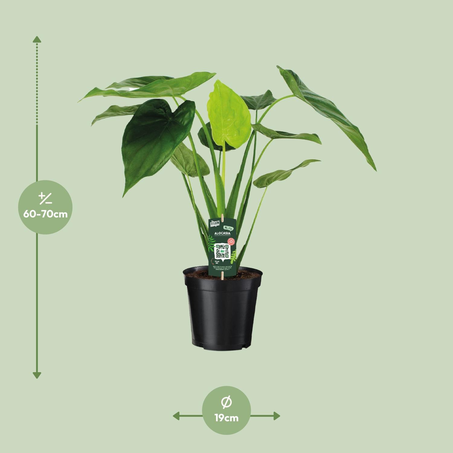 Alocasia Cucullata - Olifantsoor (8720634284110)