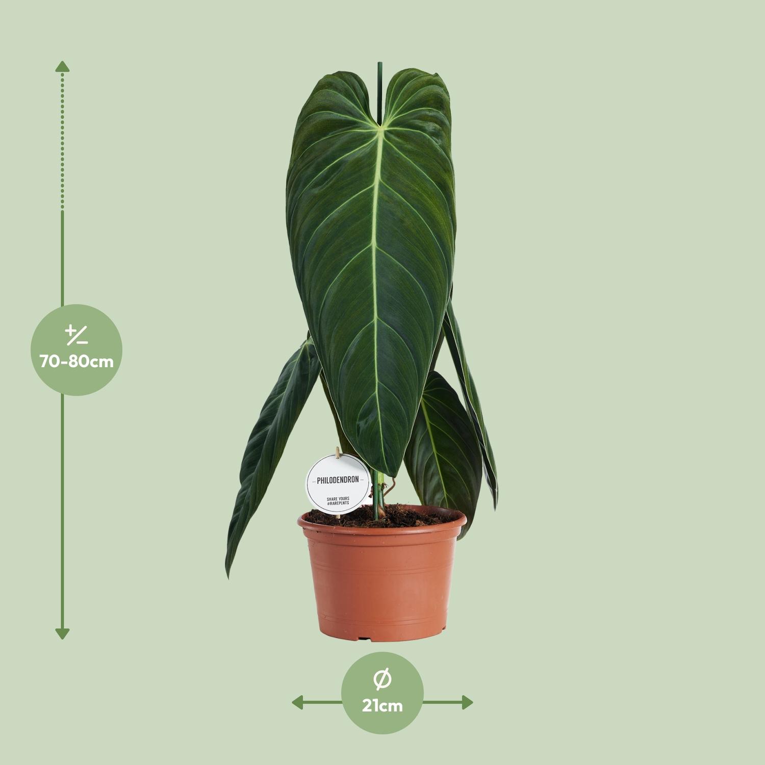 Philodendron Melanochrysum (22583)