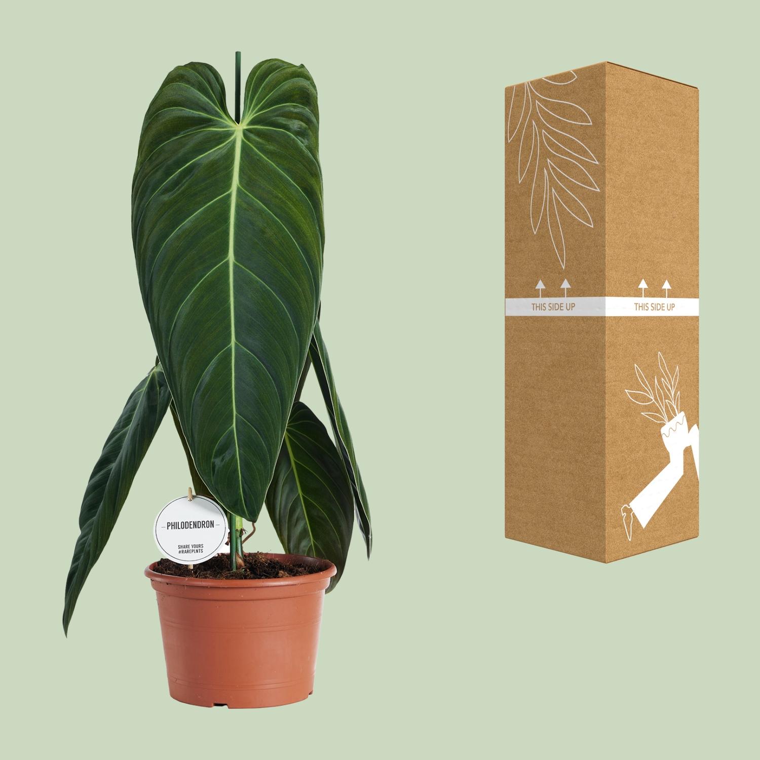 Philodendron Melanochrysum (22583)