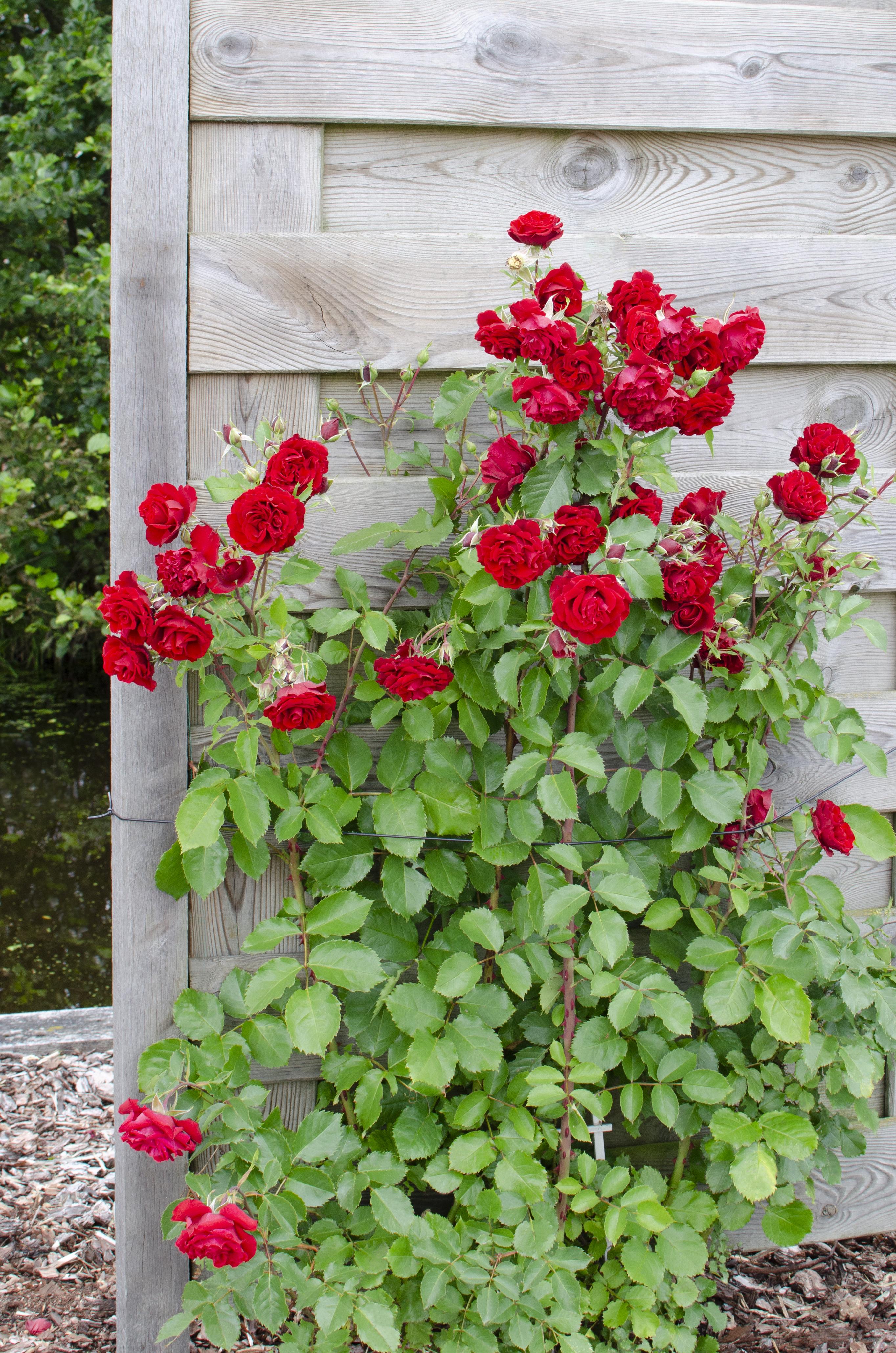 Hoogeveen 3x - Rosa Crazy in love 'Red' - ↨65cm - Ø15 (8720955321204)