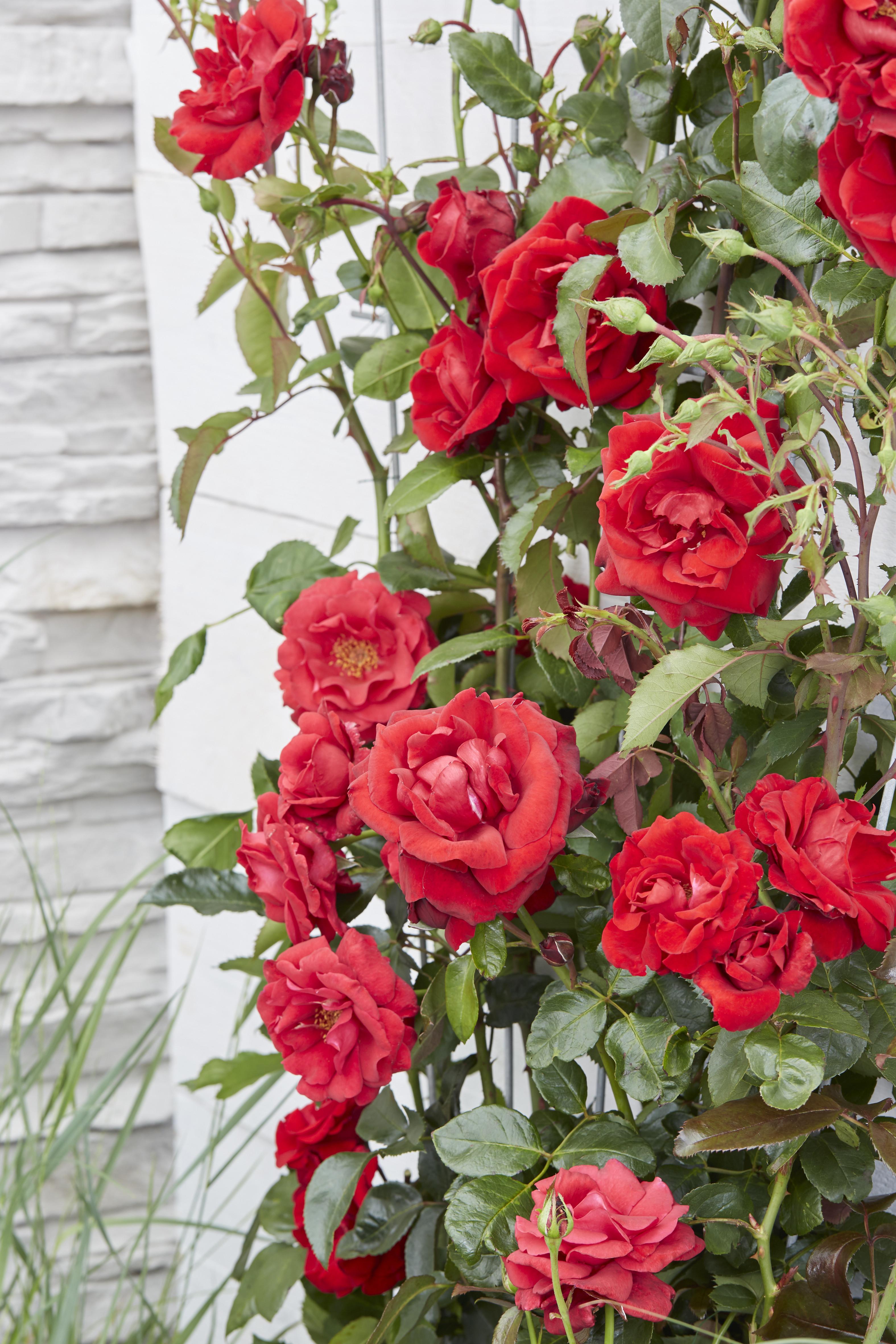 Hoogeveen 3x - Rosa Crazy in love 'Red' - ↨65cm - Ø15 (8720955321204)