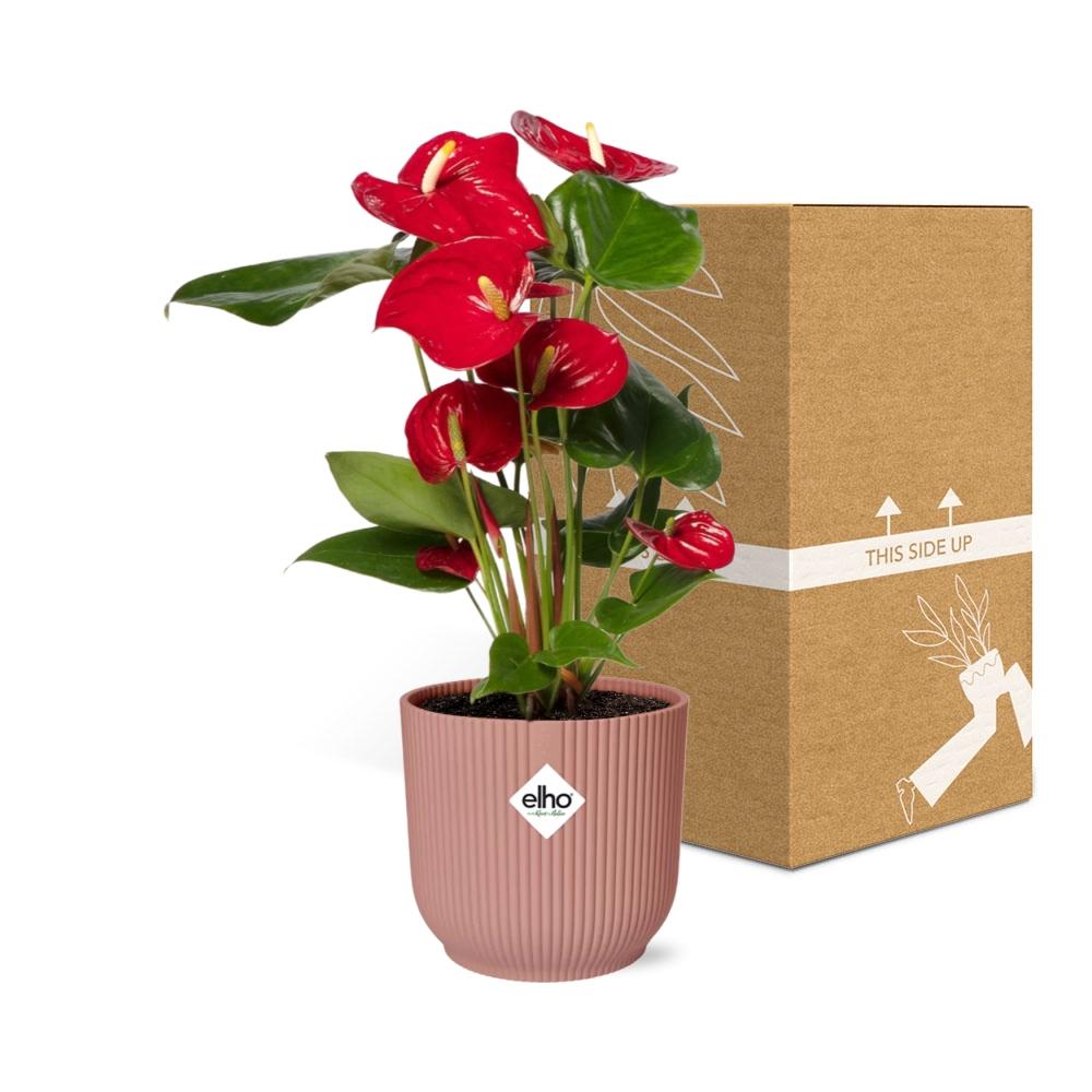 Anthurium Red 12cm in ELHO Vibes Fold 14cm roze (21727)