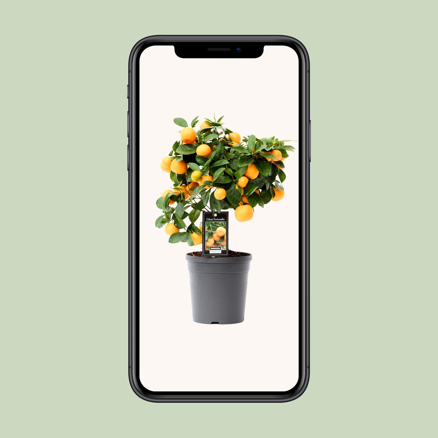 Citrus Calamondin (15026)