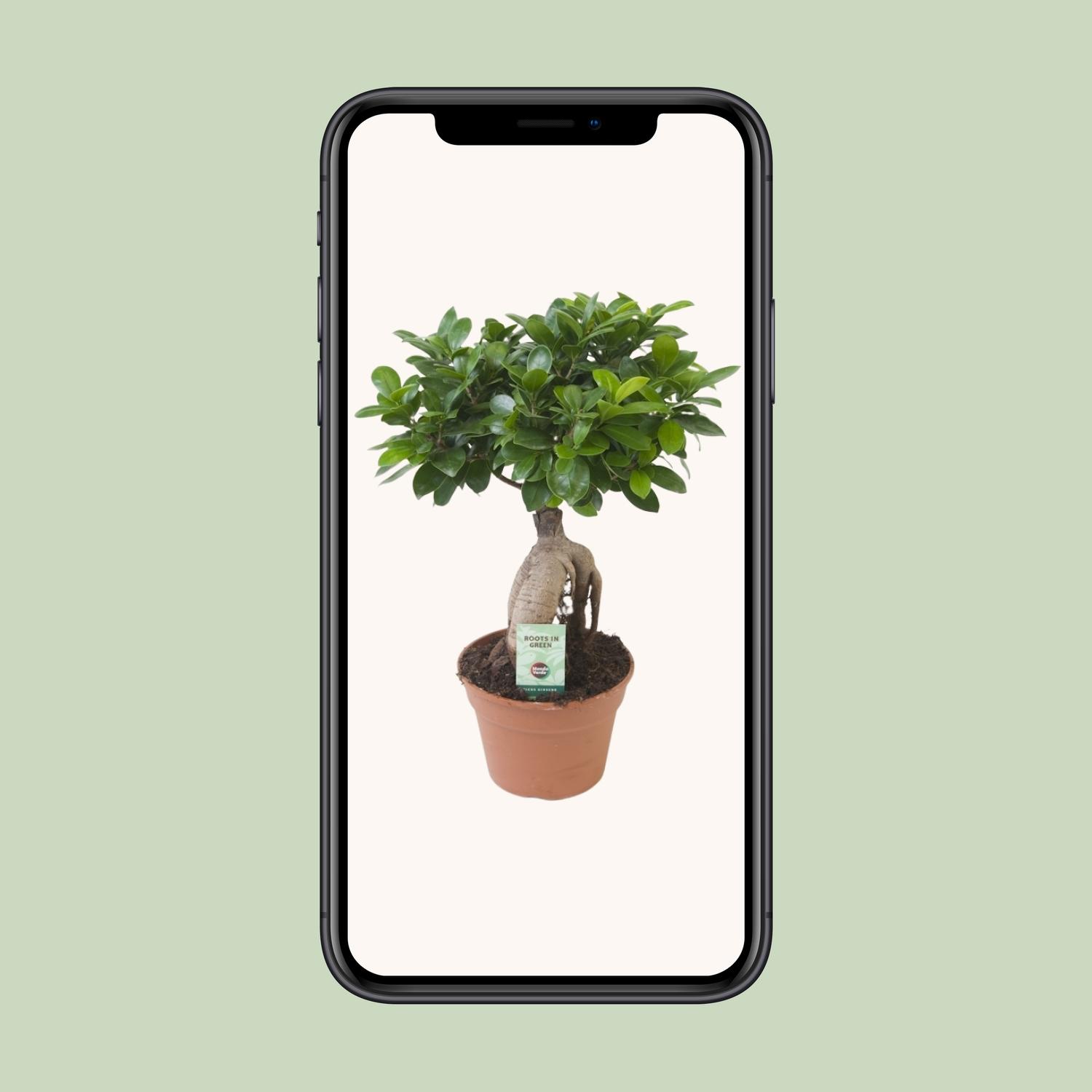 Ficus Ginseng (20669)