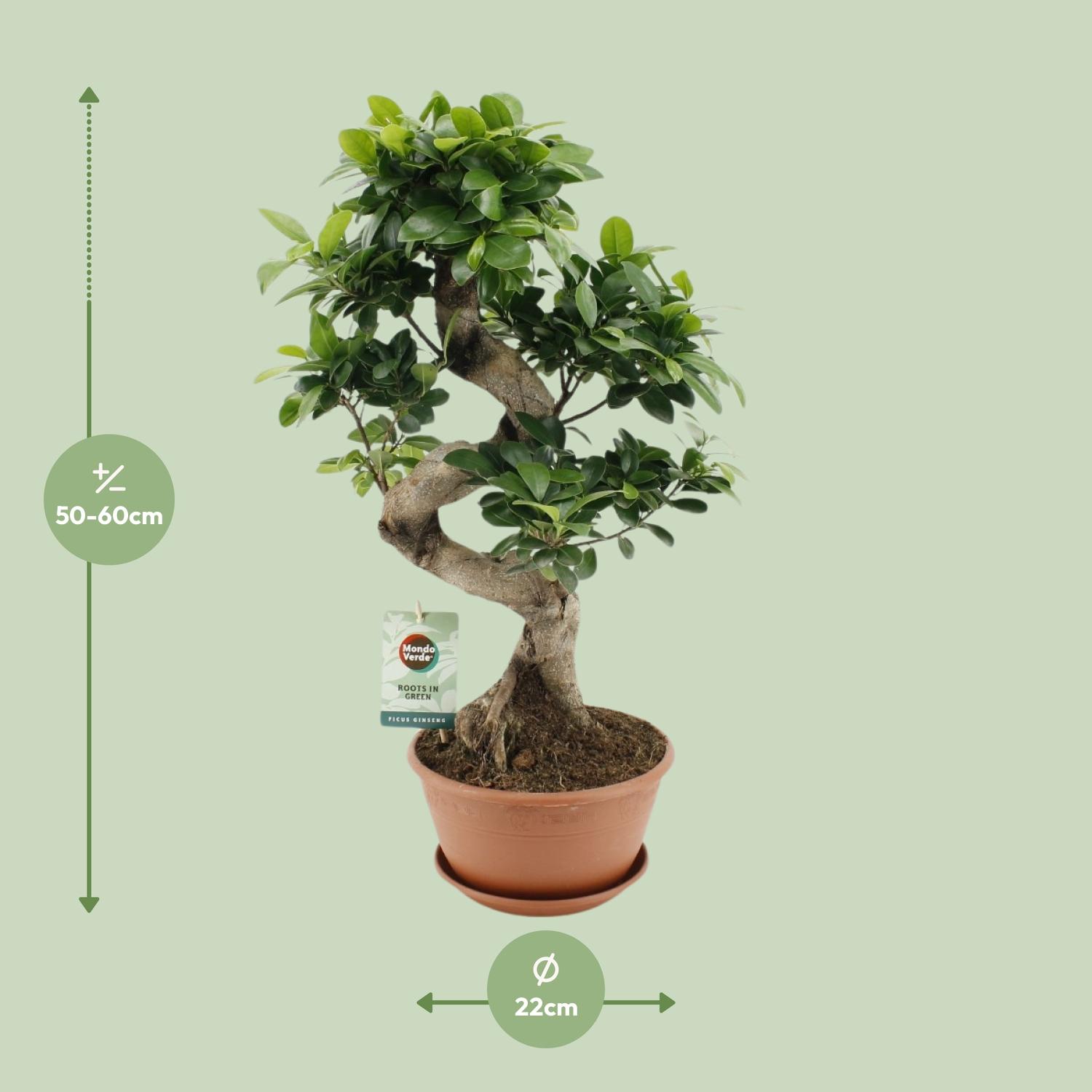 Ficus Ginseng (20653)