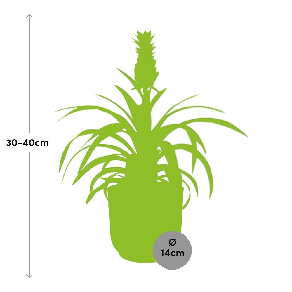 Mother's Day - Ananas Mi Amigo in ELHO Vibes Fold 14cm roze (21730)