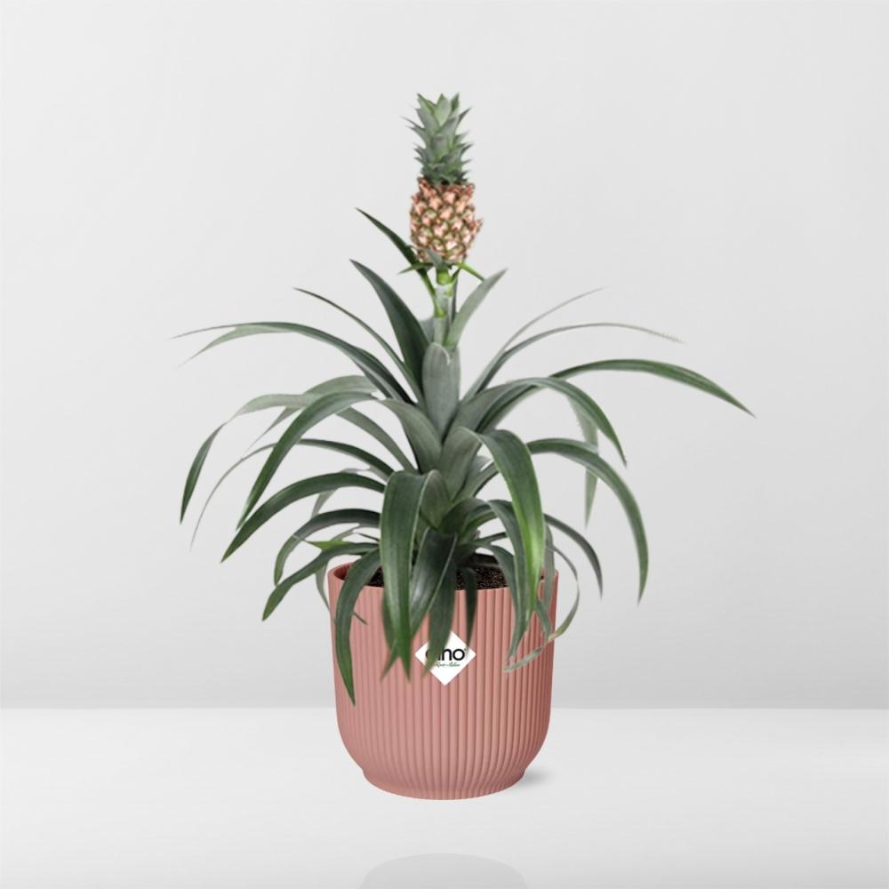 Mother's Day - Ananas Mi Amigo in ELHO Vibes Fold 14cm roze (21730)