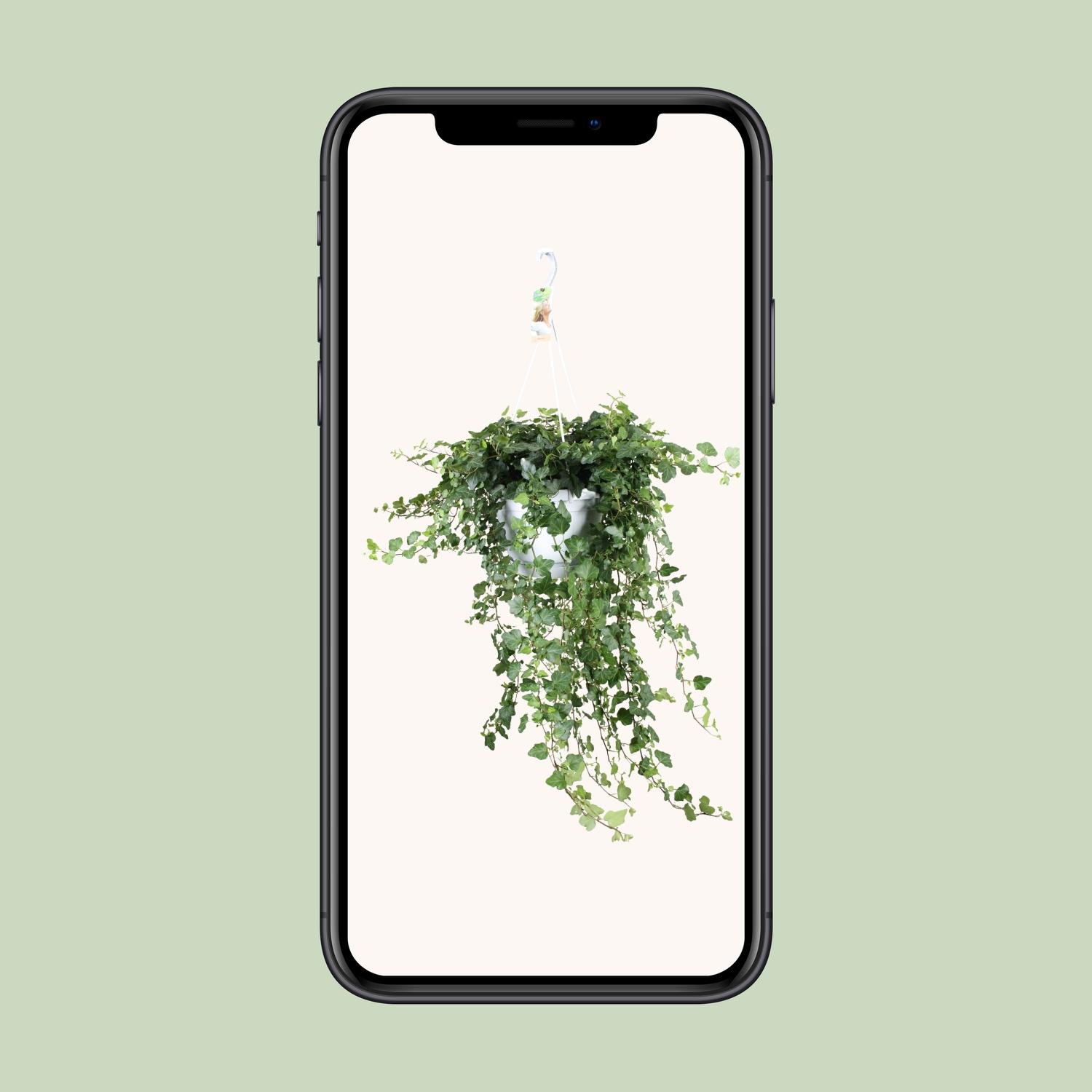 Hedera Wonder Green - - Ø24 - ↨70cm (8720634284615)