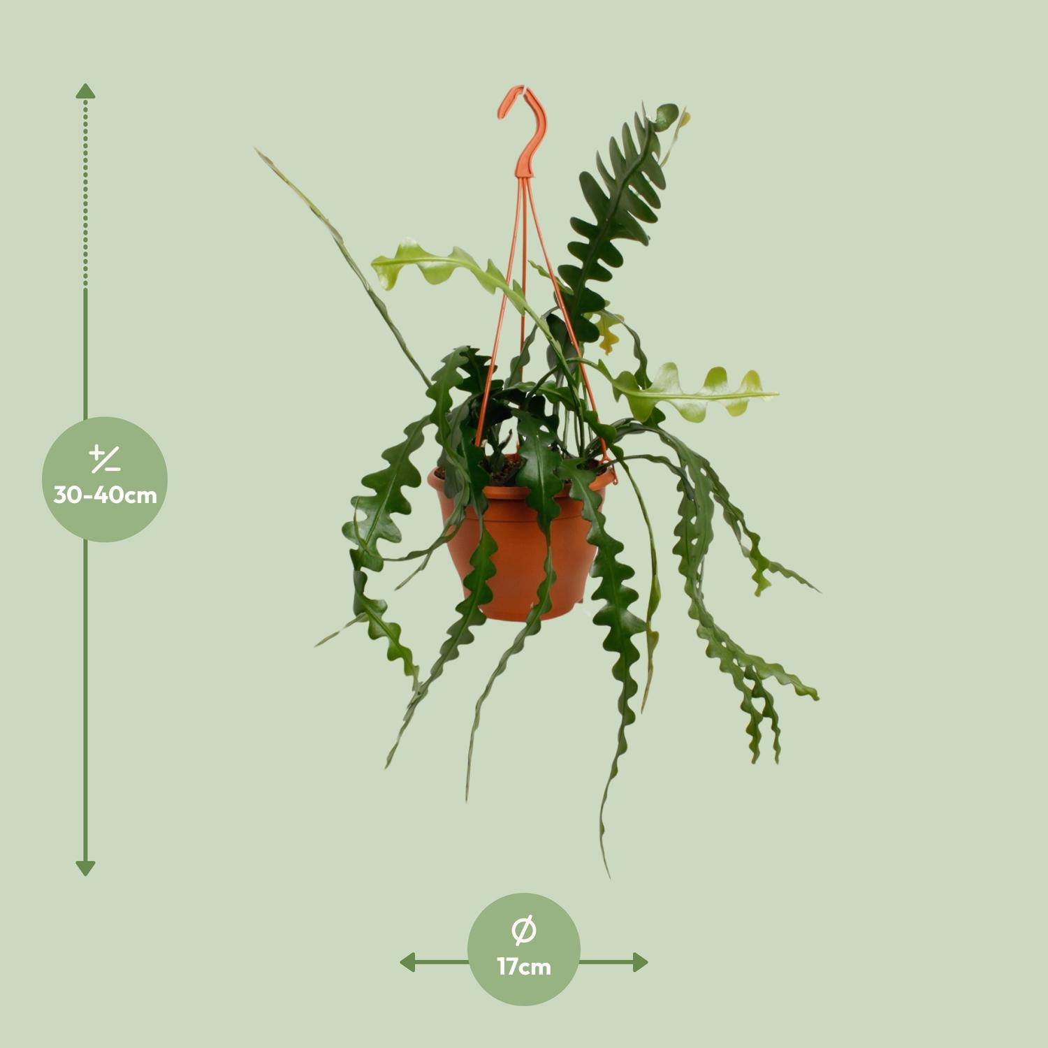 Epiphyllum Anguliger (20478)
