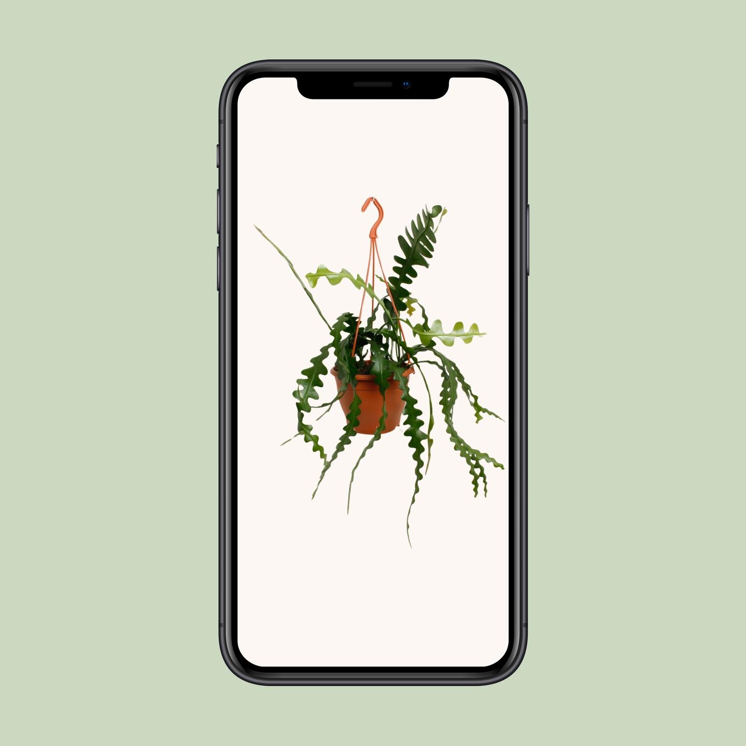 Epiphyllum Anguliger (20478)