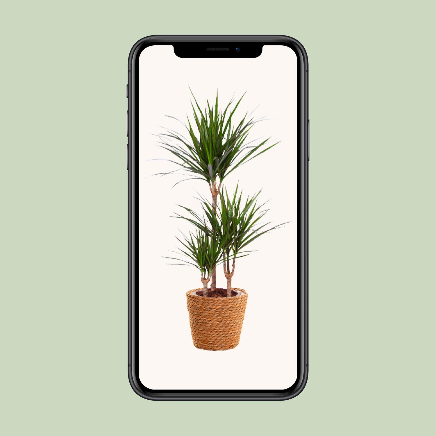 Dracaena Marginata (15847)