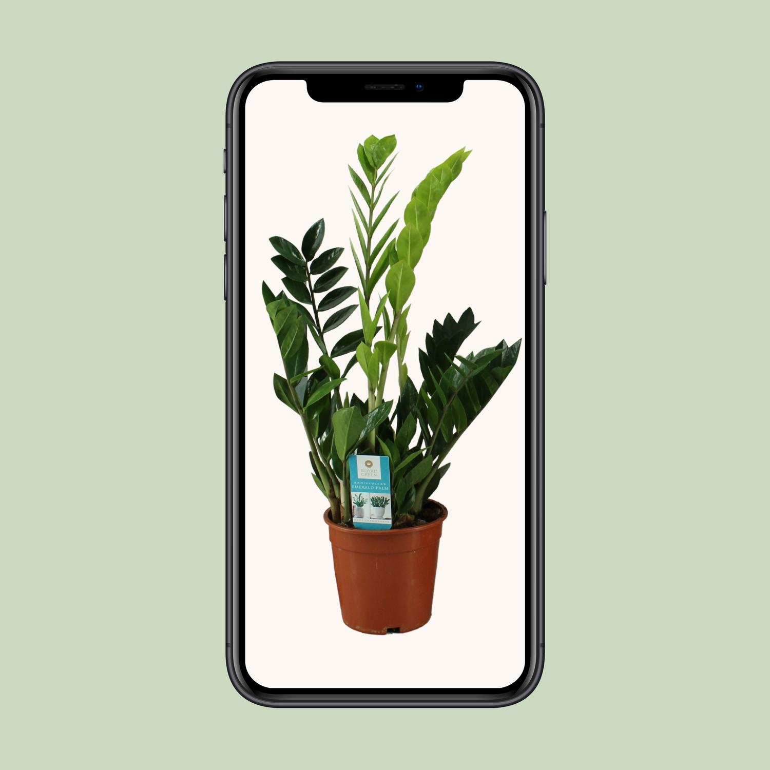 Zamioculcas Zamiifolia (12652)