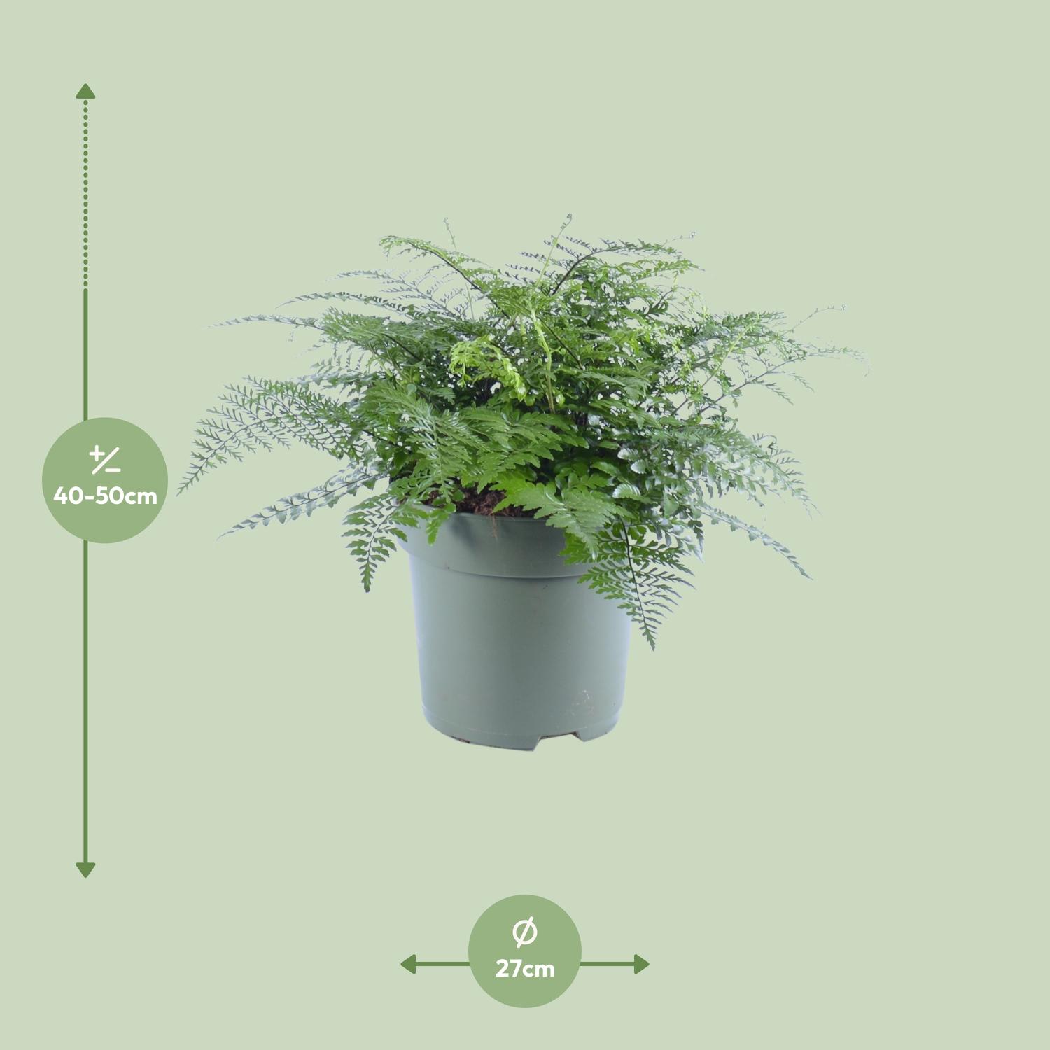 Asplenium Parvati (12632)