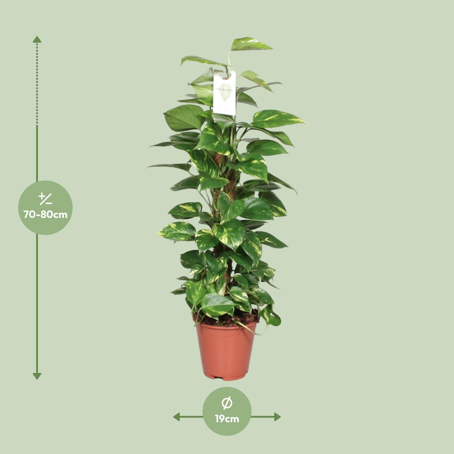 Epipremnum Pinnatum Mosstok 80cm Scindapsus (23176)