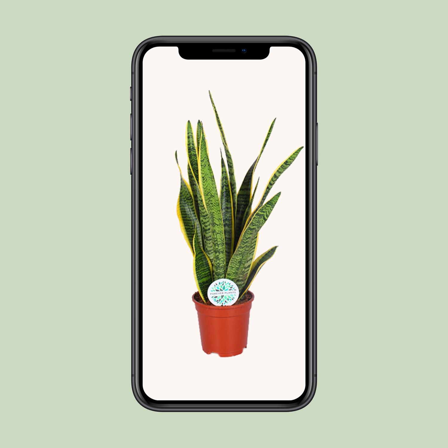 Sansevieria Trifasciata Laurentii (15863)
