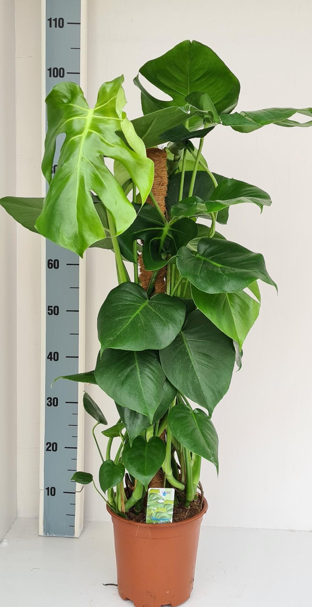 Monstera Mosstok (28012)