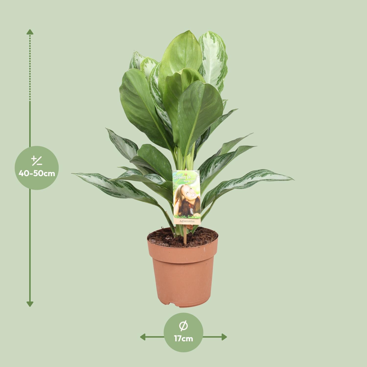 Aglaonema Silver Bay - Chinese Evergreen (8720634284097)
