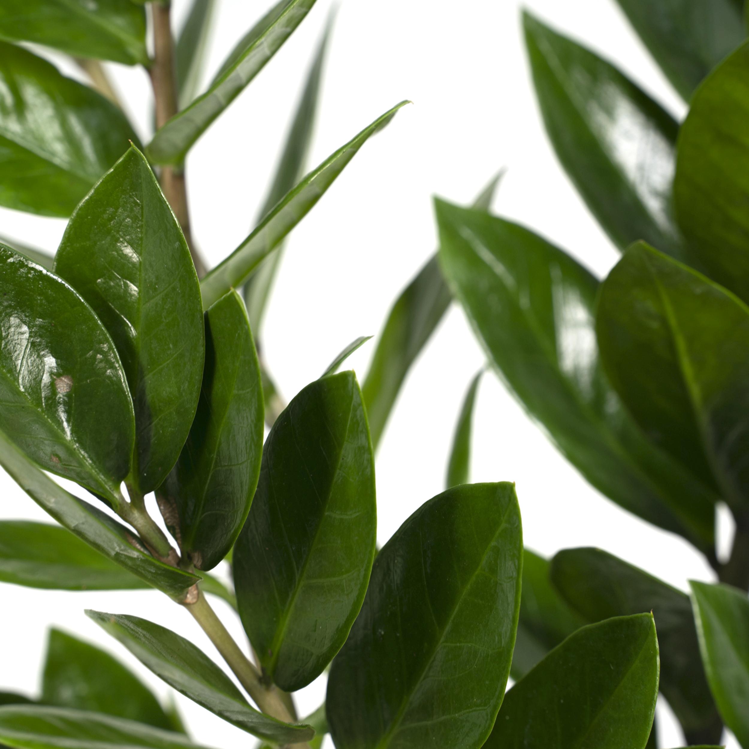 Zamioculcas Zamiifolia (8720634284691)