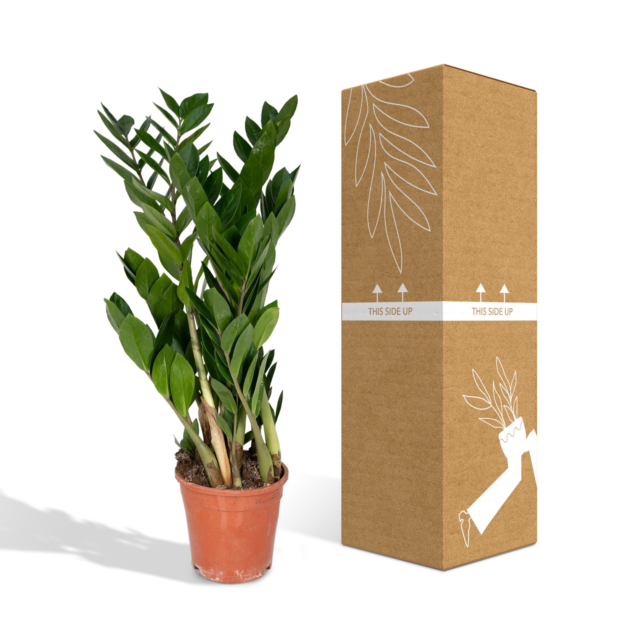 Zamioculcas Zamiifolia (8720634284691)