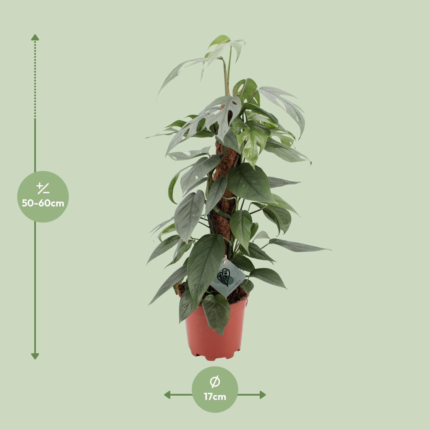 Epipremnum Pinnatum Cebu Blue (12576)