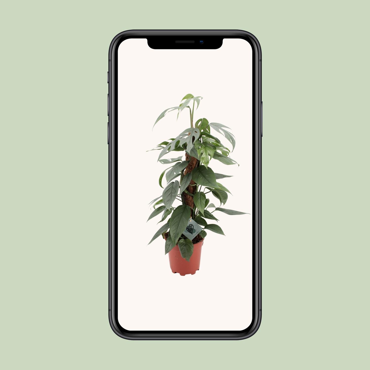 Epipremnum Pinnatum Cebu Blue (12576)