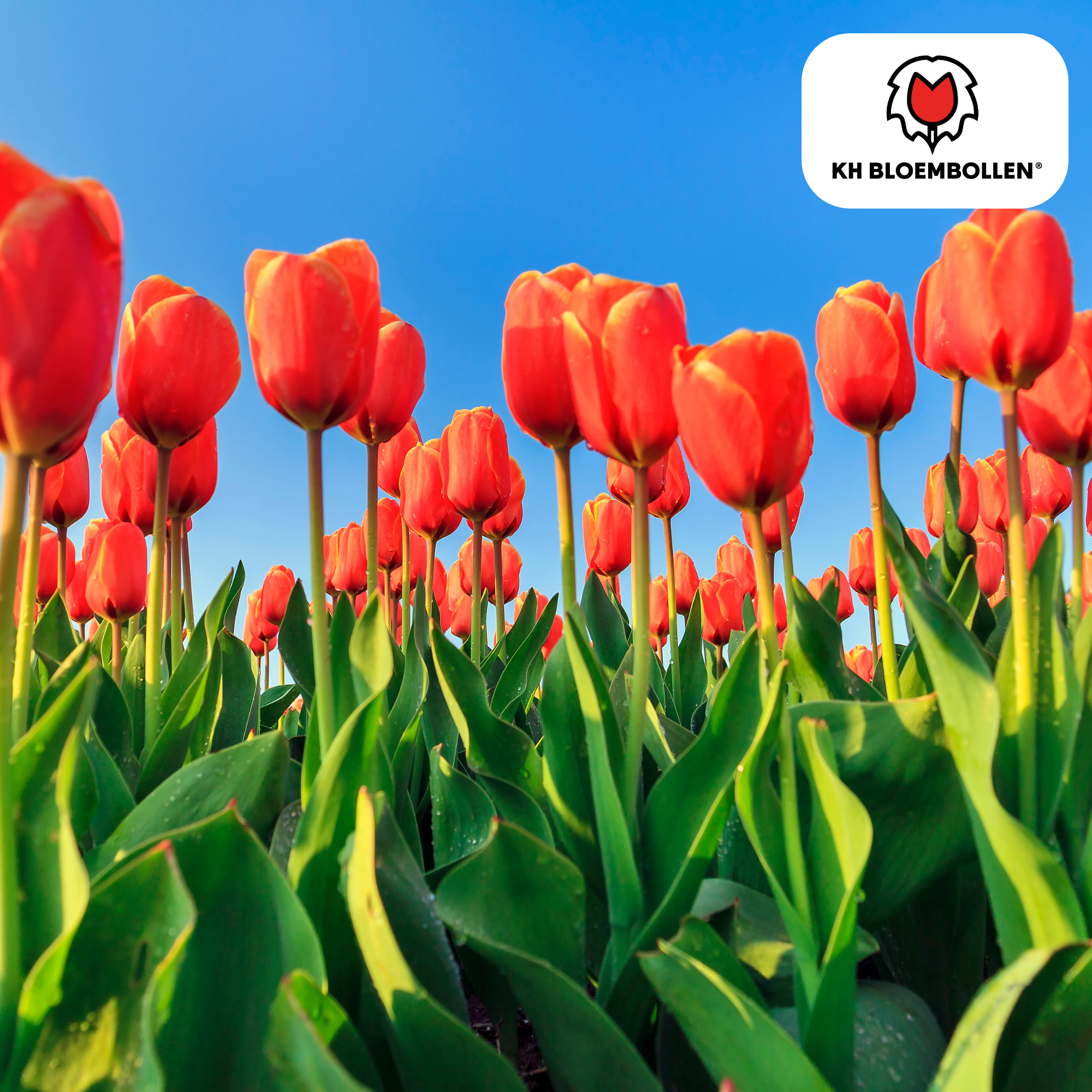 Tulpenbollen Dafeng – 20 Stuks | KH Bloembollen® | Oranje Tulp – Grootbloemig & Elegant – Voor Tuin of Pot – Maat 11/12 – Vers van de Teler! (51138)
