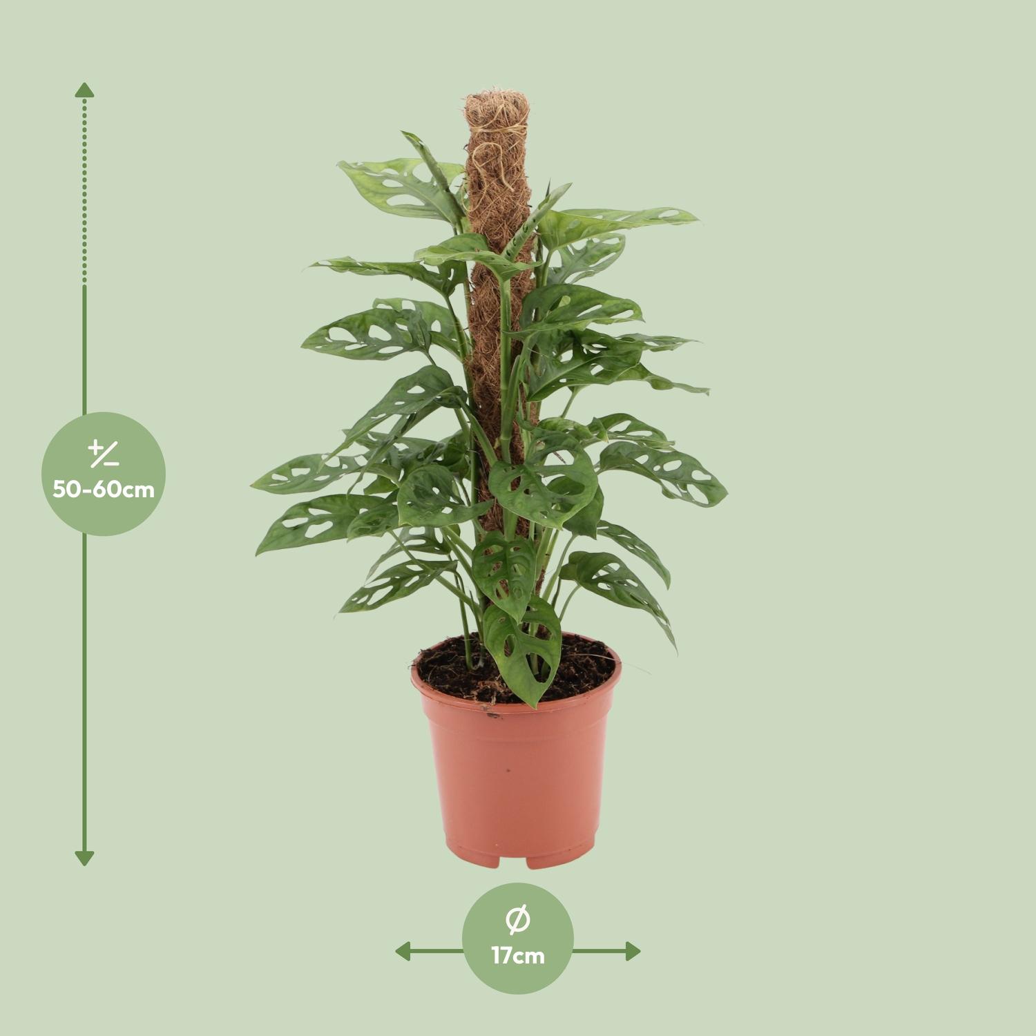 Monstera monkey (12597)