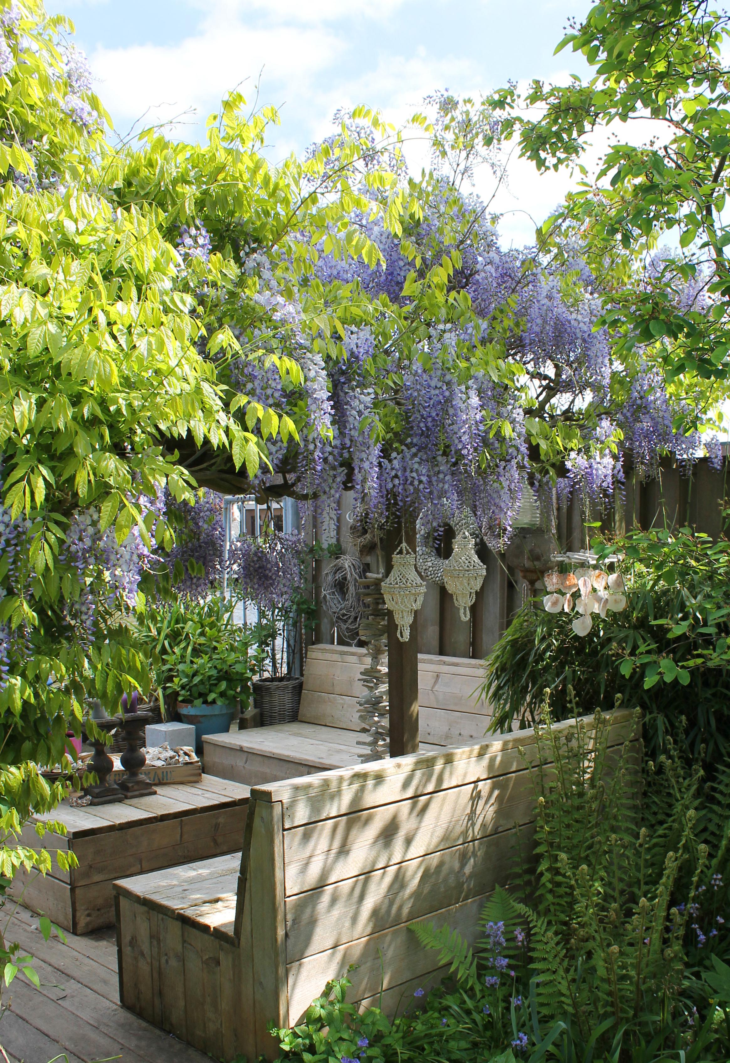 Hoogeveen 2x Wisteria sinensis 'Caroline' - ↨65cm - Ø15 (8720955321310)