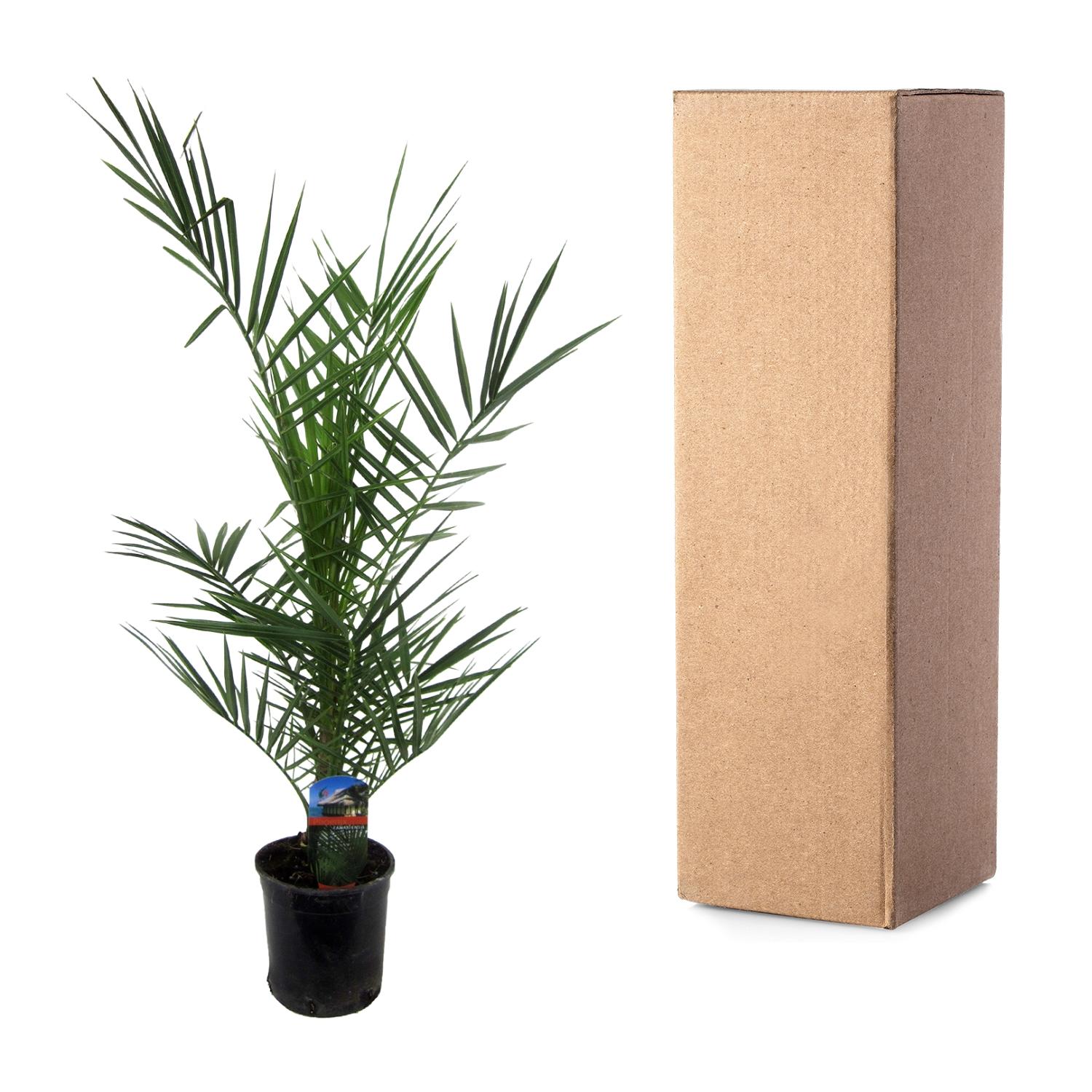 Phoenix Canariensis - 80 cm - Ø14cm (8721081685451)