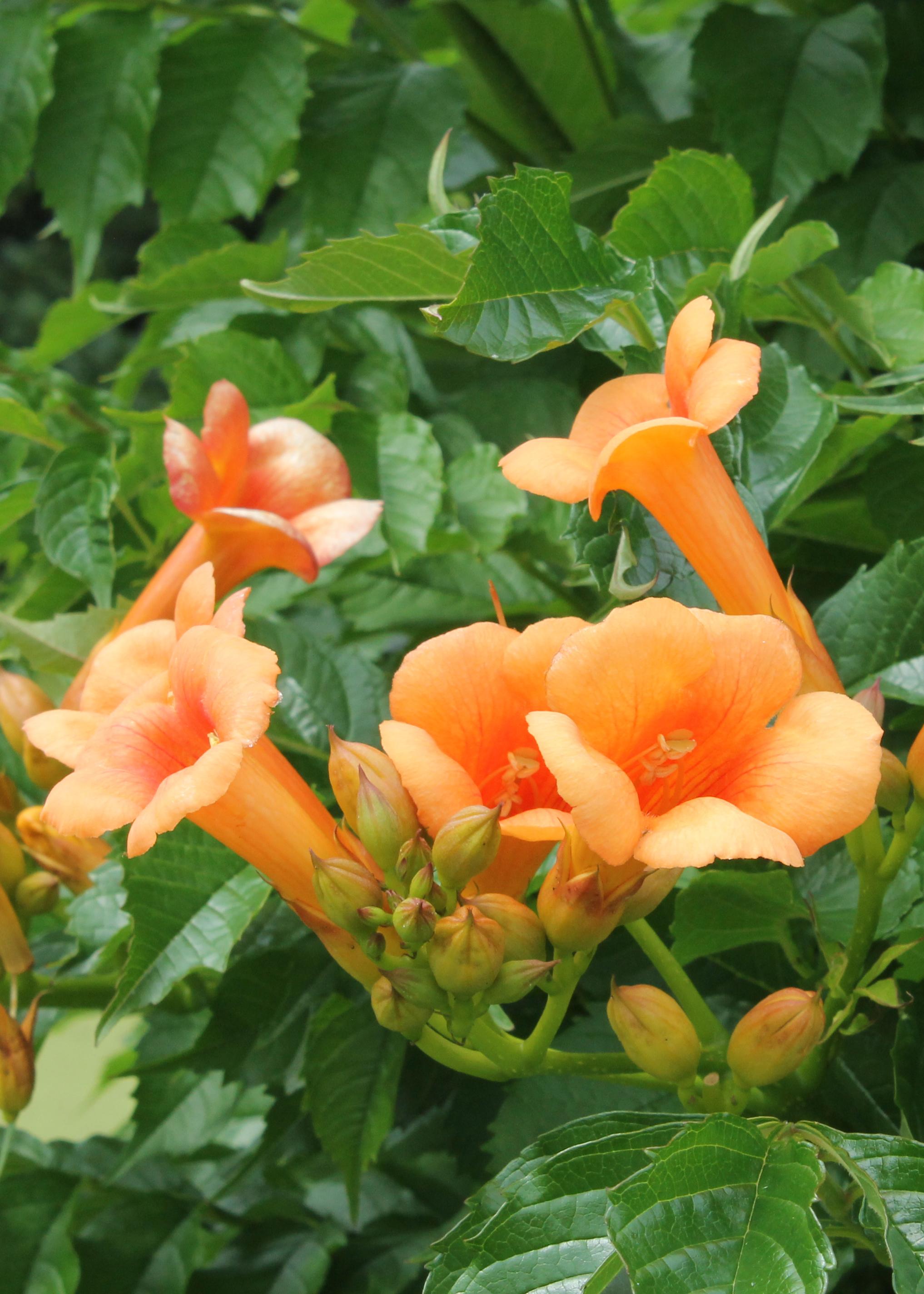Hoogeveen 2x - Campsis 'Indian Summer' - ↨65cm - Ø15 (8720955321495)