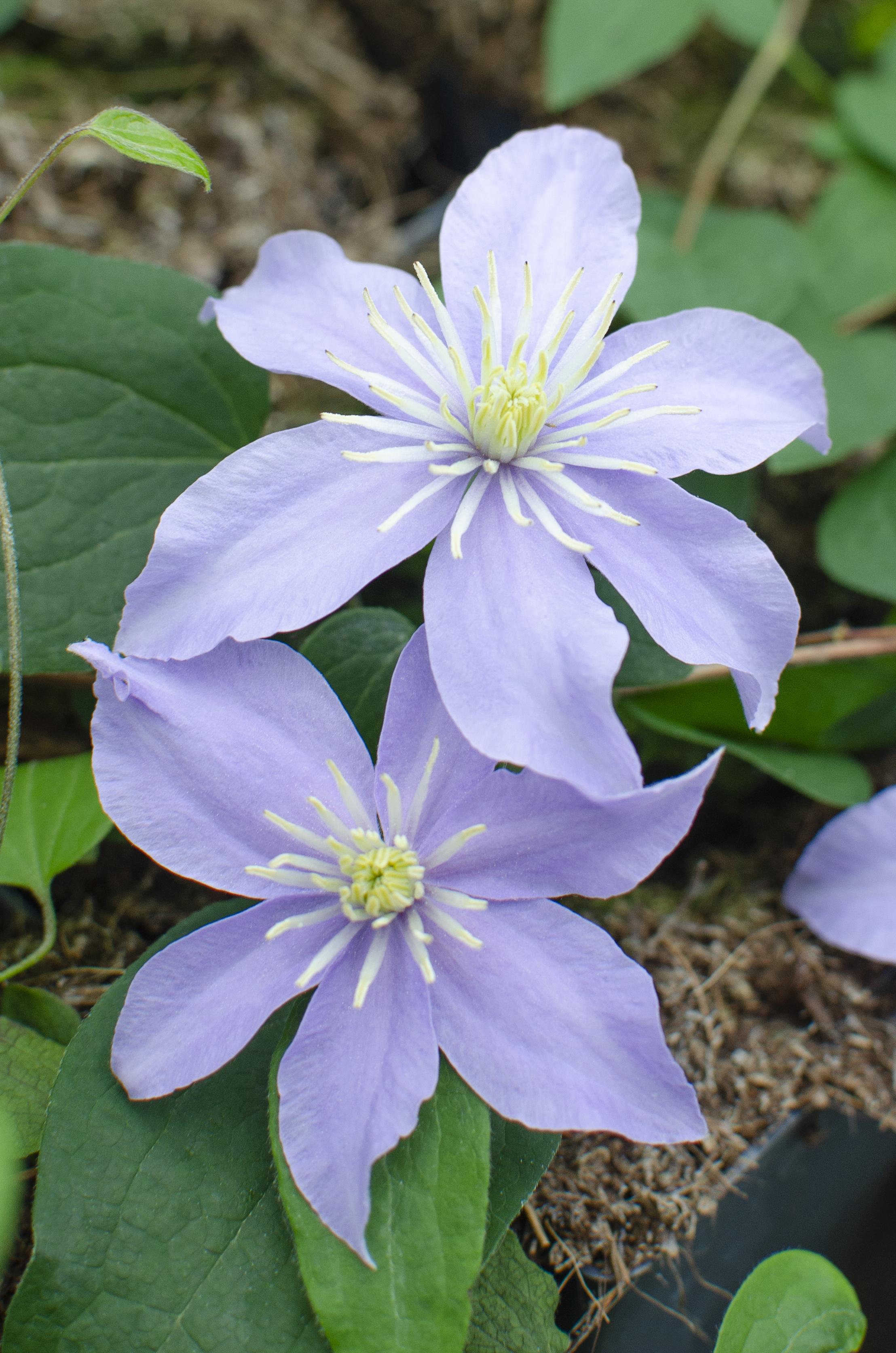 Hoogeveen 3x - Clematis Justa - ↨65cm - Ø15 (8720955320863)