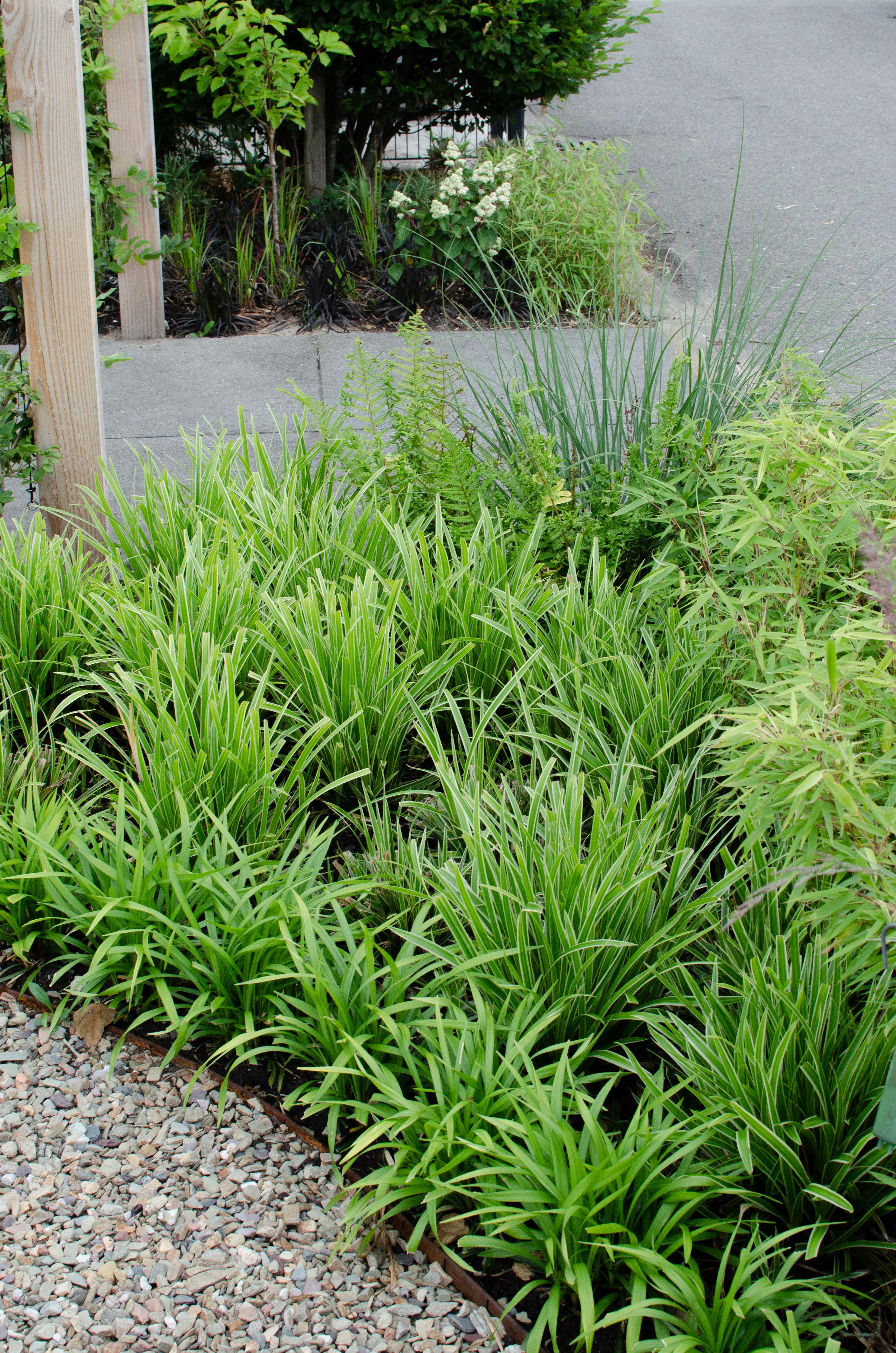 Hoogeveen 3x - Carex morrowii 'Ice Dance' - ↨30cm - Ø14 (8720955321570)