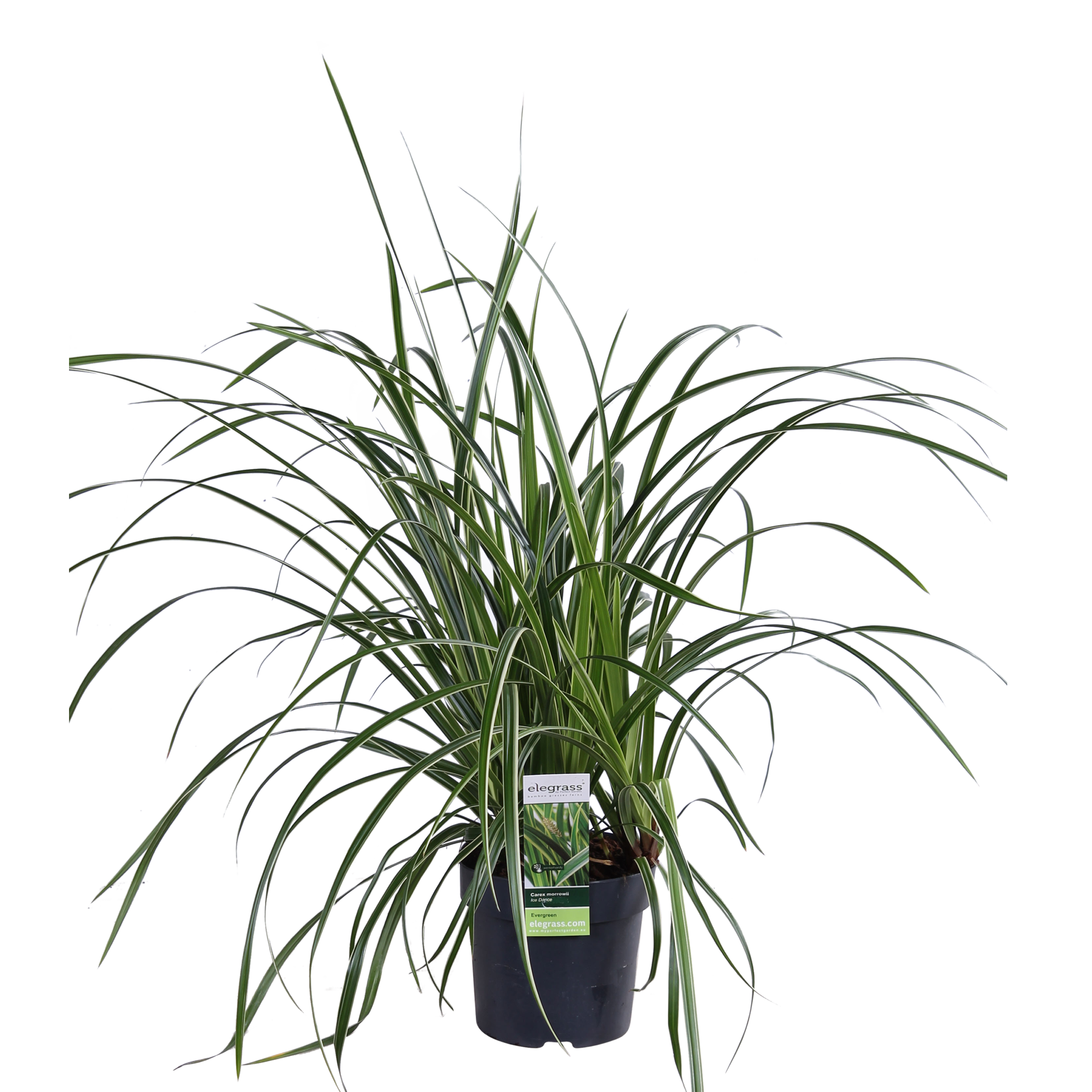 Hoogeveen 3x - Carex morrowii 'Ice Dance' - ↨30cm - Ø14 (8720955321570)
