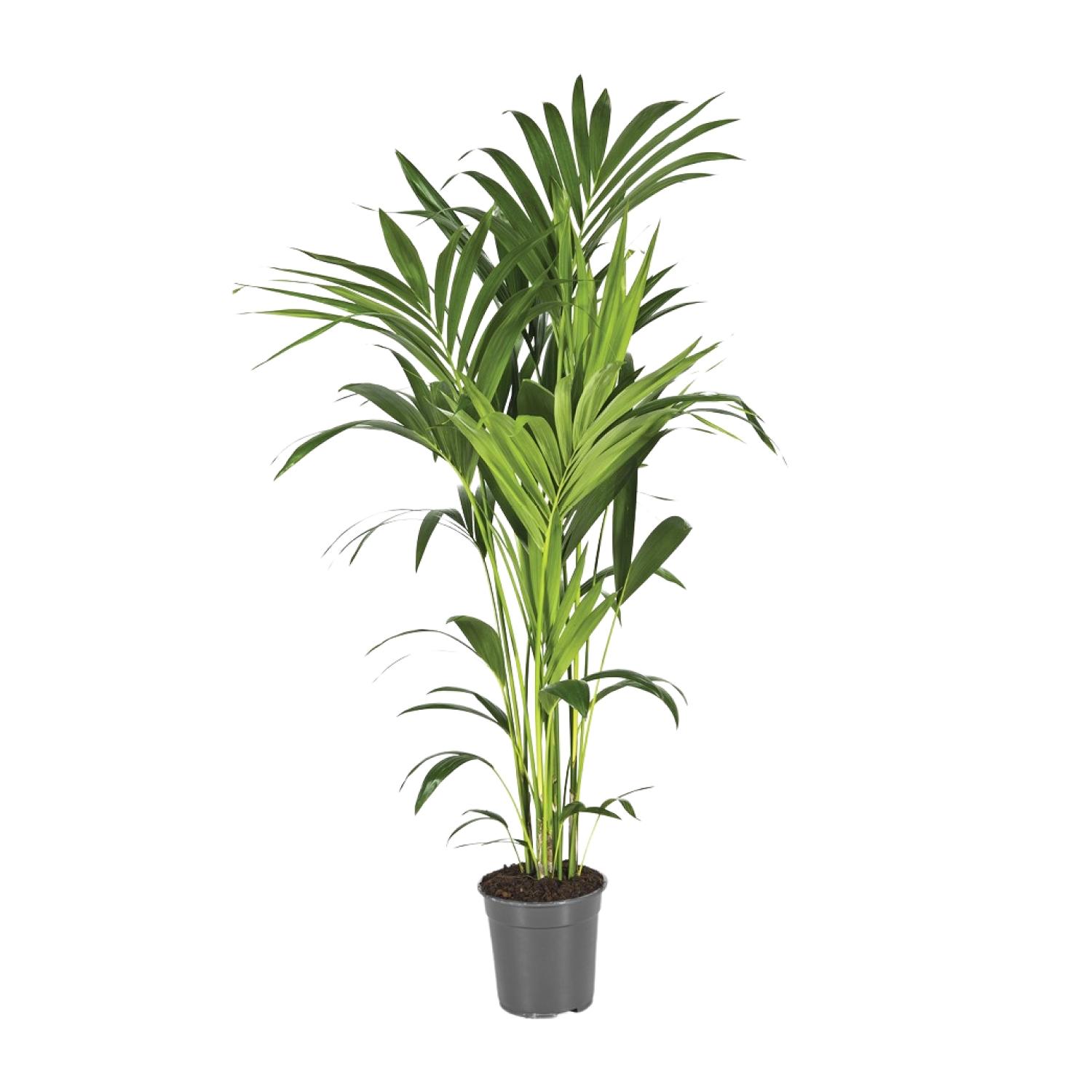 Howea Forsteriana (12434)