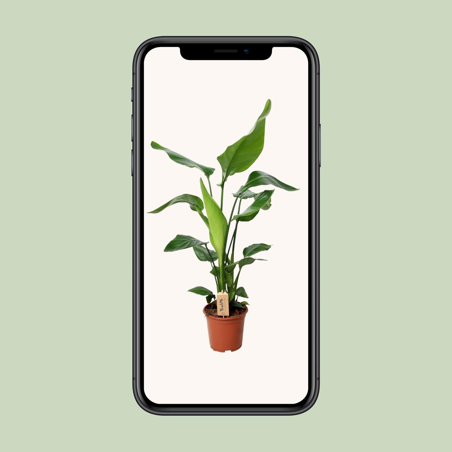 PROMO - Strelitzia Nicolai (12532)