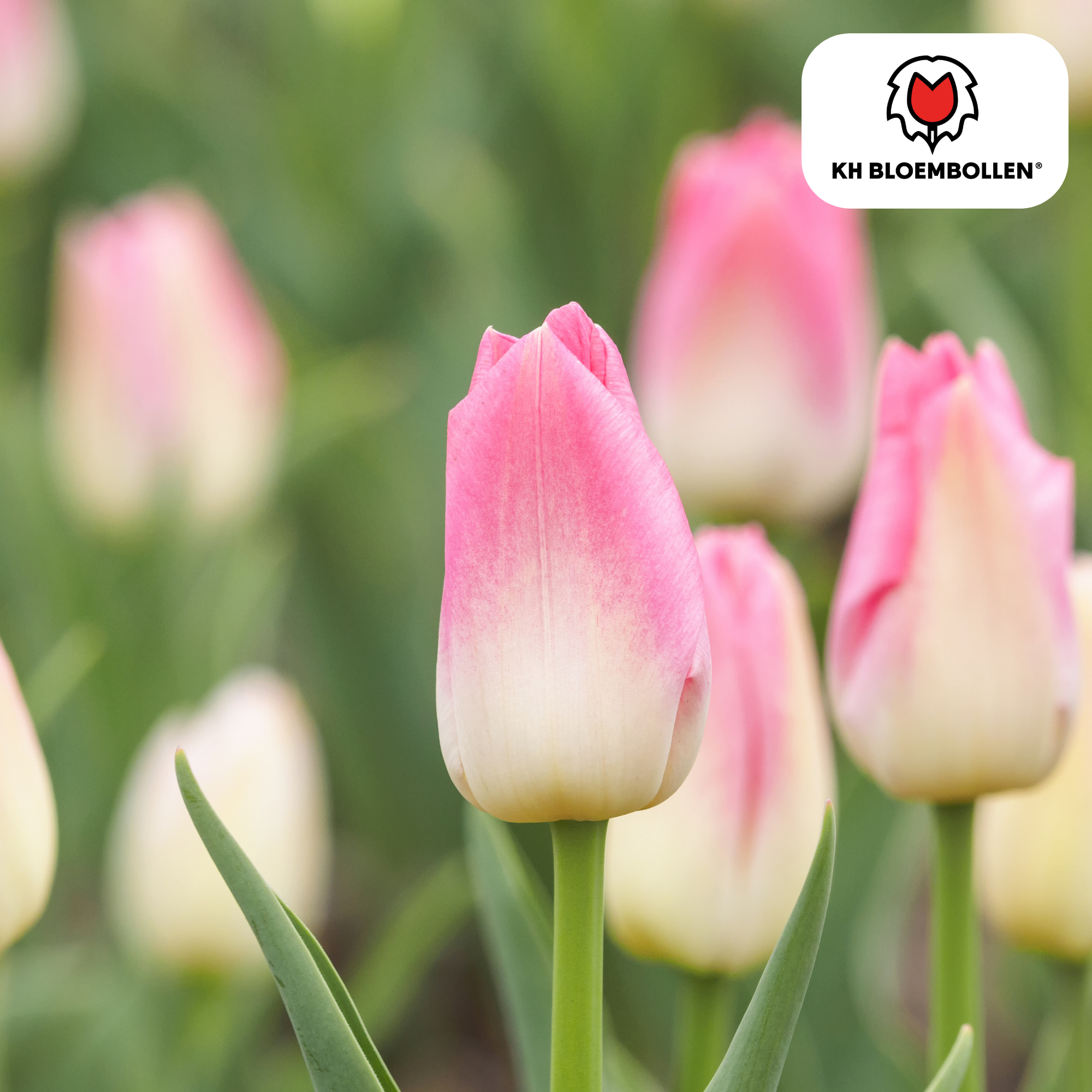Tulpenbollen Dynasty – 20 Stuks | KH Bloembollen® | Roze Tulp – Elegant & Vol – Voor Tuin of Pot – Maat 11/12 – Vers van de Teler (08720256864653)