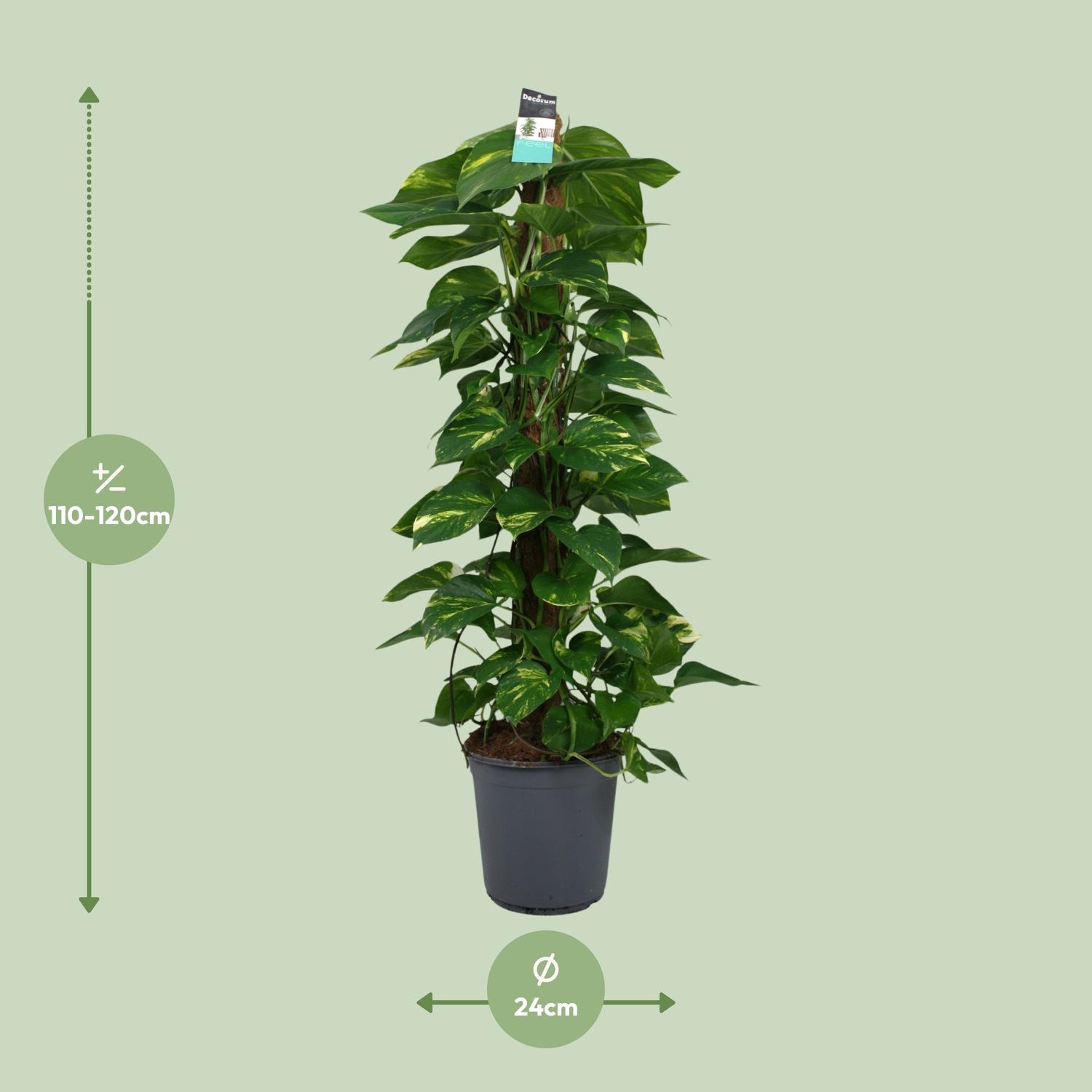 Scindapsus (Epipremnum) (12492)