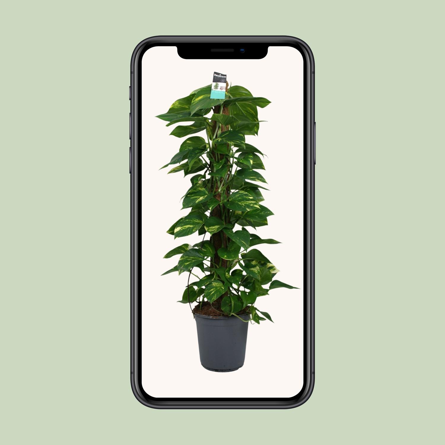 Scindapsus (Epipremnum) (12492)