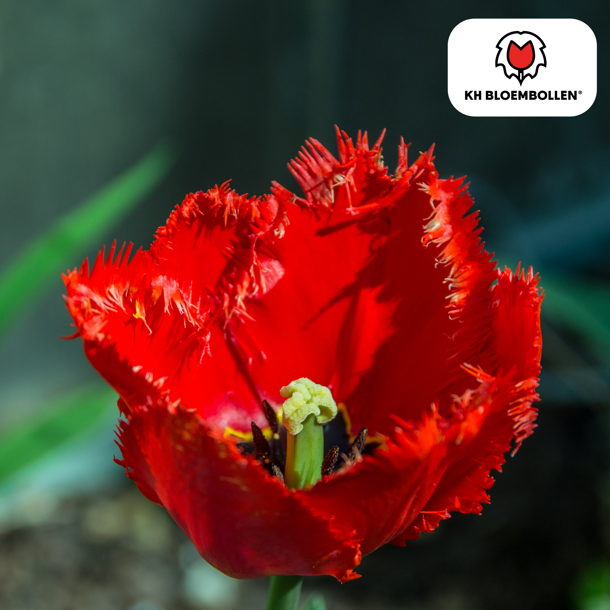 Tulpenbollen Masterpeace – 20 Stuks | KH Bloembollen® | Rode Tulp met Kartelrand – Stoer & Uniek – Voor Tuin of Pot – Maat 11/12 – Vers van de Teler (51168)