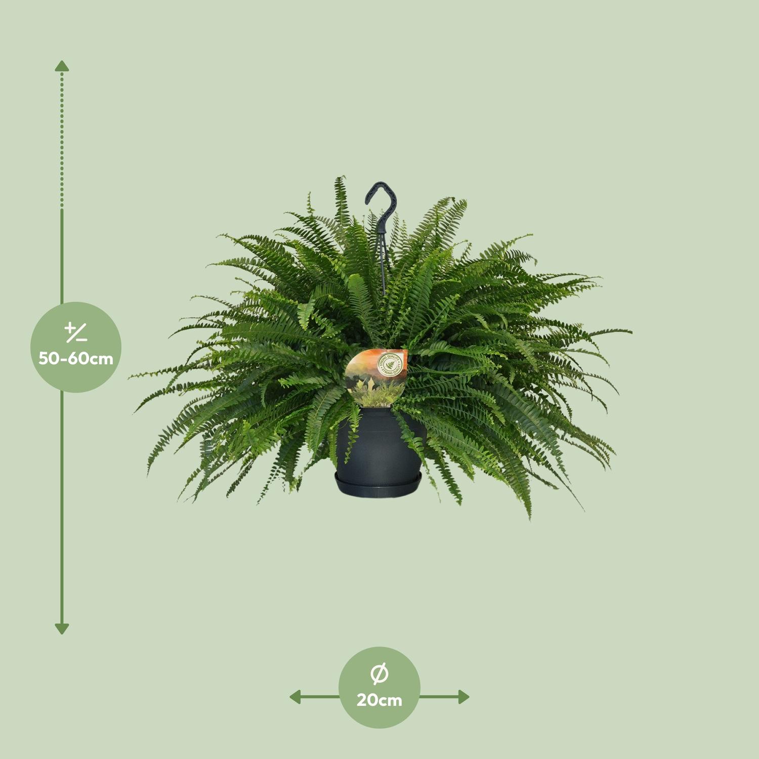 Nephrolepis Green Lady (10865)