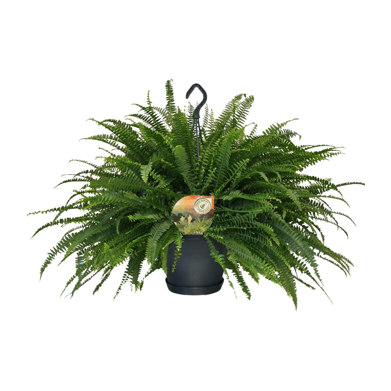 Nephrolepis Green Lady (10865)