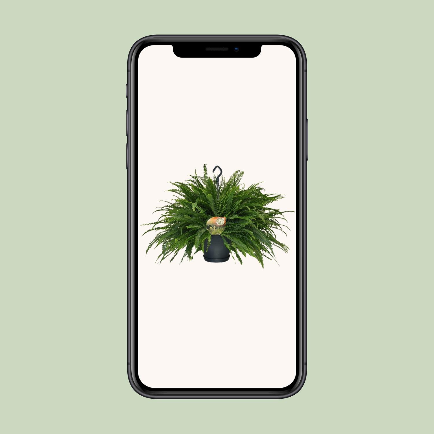 Nephrolepis Green Lady (10865)