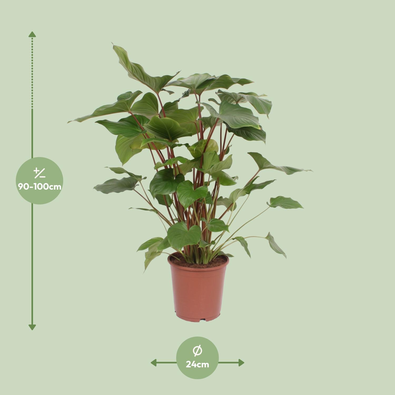Homalomena Rubescens Maggy (10069)
