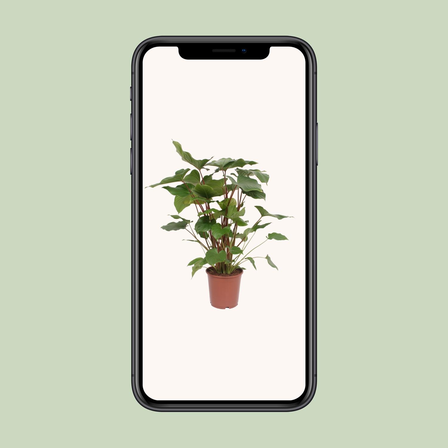 Homalomena Rubescens Maggy (10069)