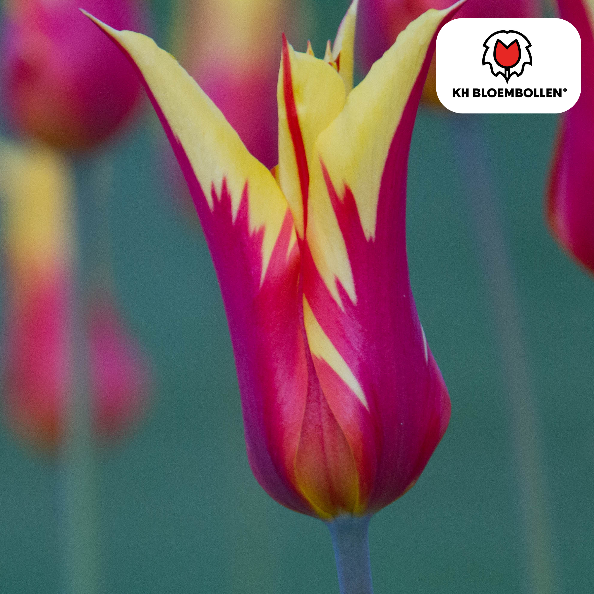 Tulpenbollen Fire Wings – 20 Stuks | KH Bloembollen® | Rood-Geel Gevlamde Tulp – Vurig & Opvallend – Voor Tuin of Pot – Maat 11/12 – Vers van de Teler (51156)