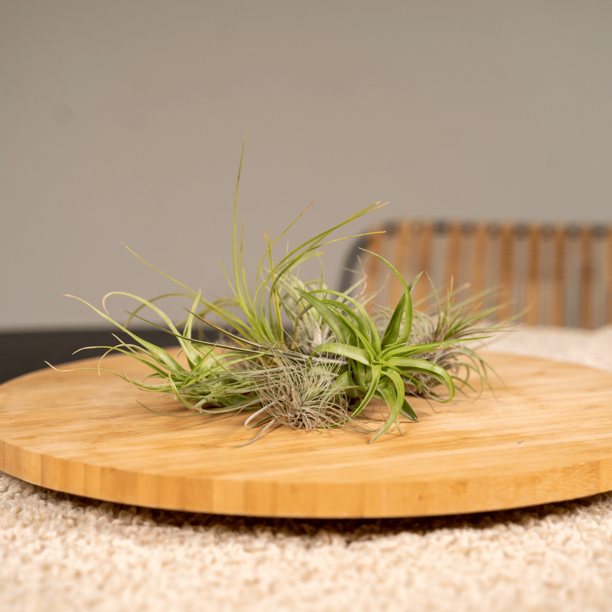 Tillandsia Air mix - 20 stuks - 6 cm - ø6 (10308)